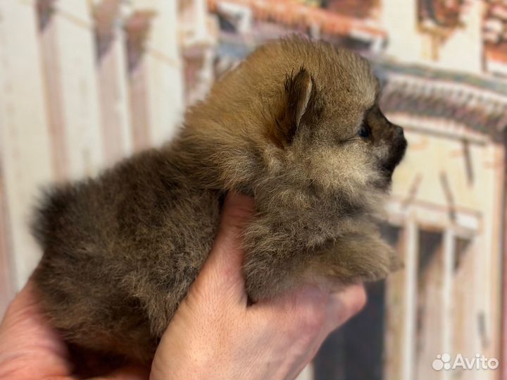 Померанский шпиц