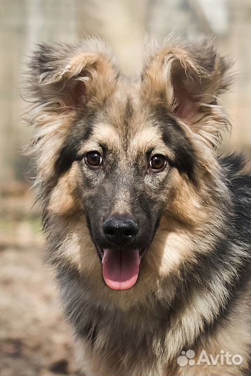 Щенок 7 месяцев