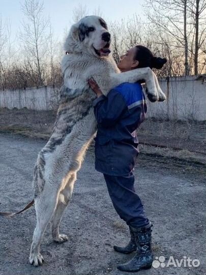 Щенки сао