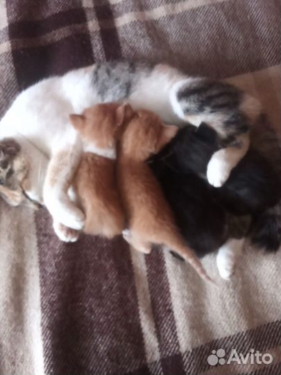 Котята в добрые руки