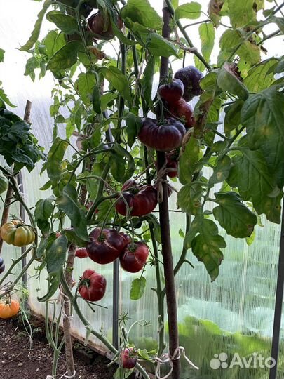 Семена томатов