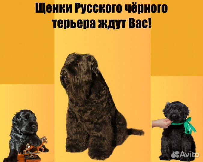Готовы к продаже щенки Русского чёрного терьера