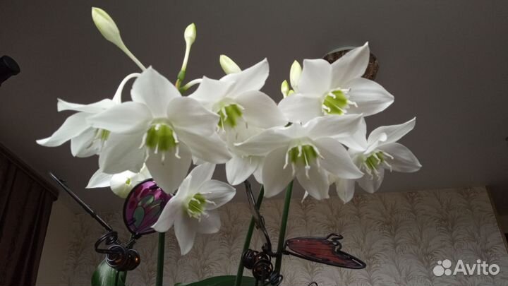 Эухарис амазонская лилия