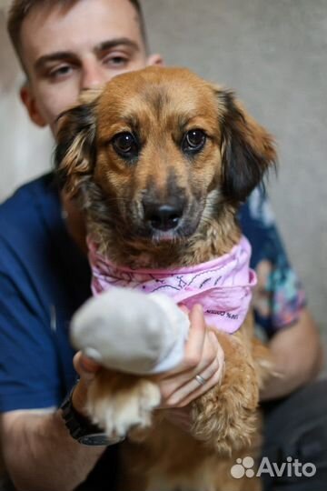 Красивейшая молодая Адель. Собака ищет дом