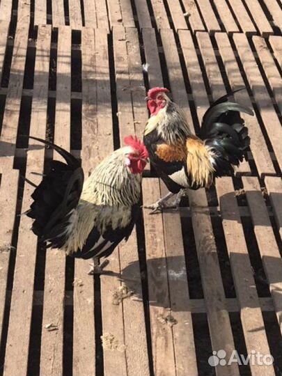 Куры декоративыне, Павловская (рыжие, серебрестые)