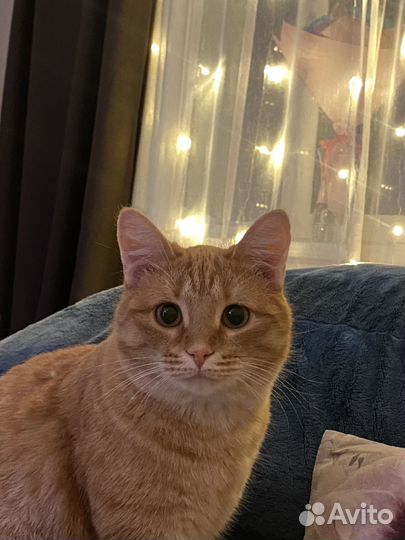 Кот
