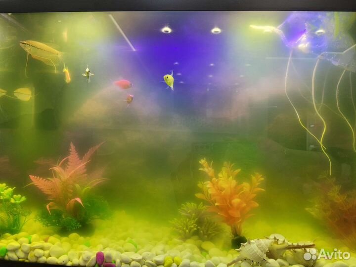Аквариум