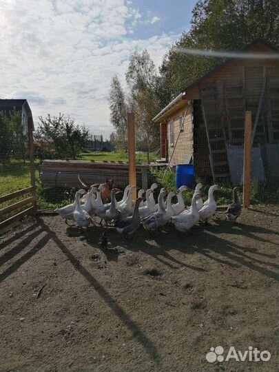 Гуси
