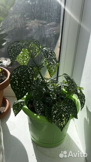 Диффенбахия