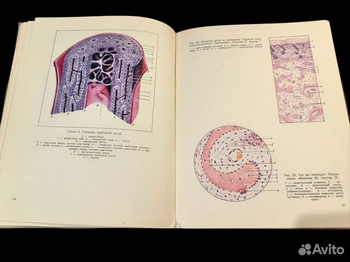 Атлас микроскопического строения тканей, 1961,СССР