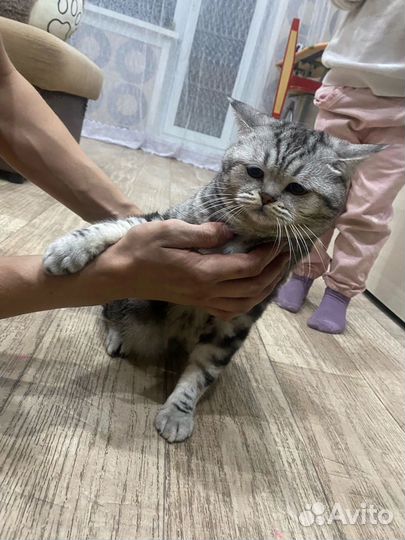 Шотландская