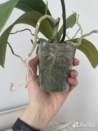 Орхидея фаленопсис Champion Lightning