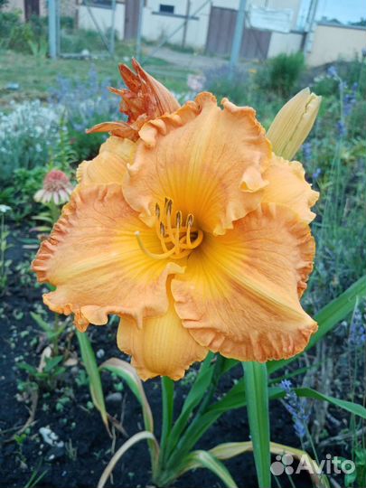 Лилейники сортовые