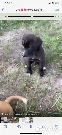 Щенки бесплатно