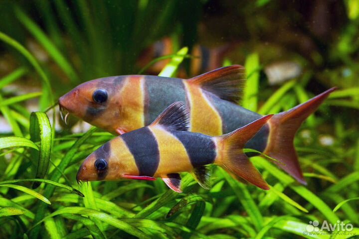 Боция Клоун или макраканта (Botia macracantha)