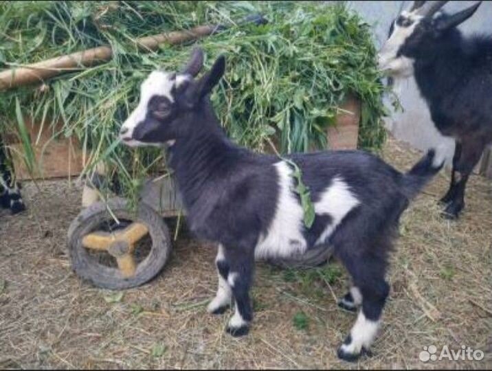 Козлята