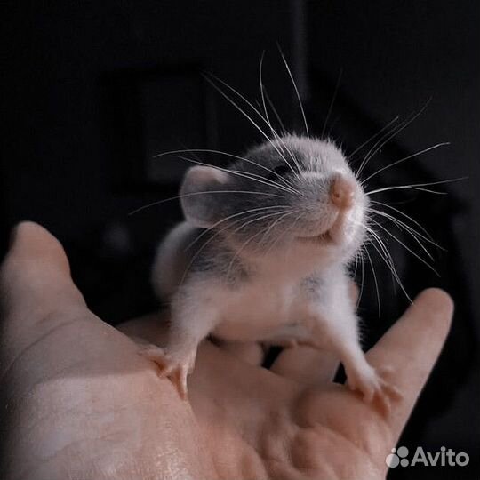 Ратолог выезд на дом 24/7