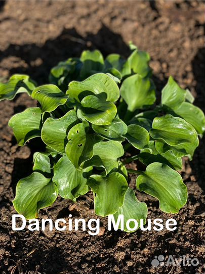 Хосты из моего сада