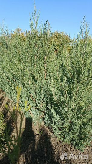 Туя восточная биота, можжевельник вергинский