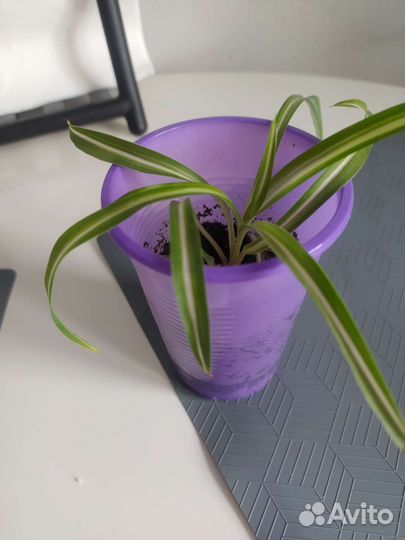 Хлорофитум кудрявый