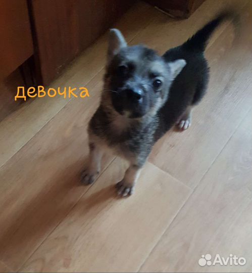 Щенки в добрые руки