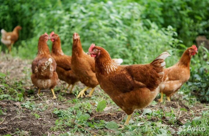 Куры-несушки в наличии