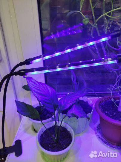Фито лампа для растений