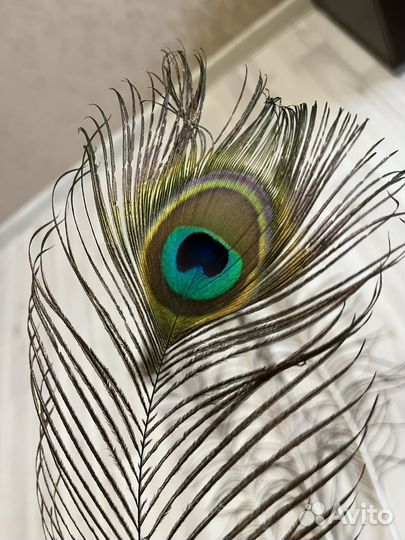 Перо павлина