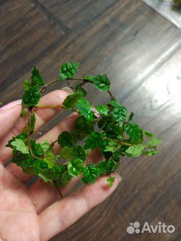 Растения для палюдариума, флорариума, орхидариума