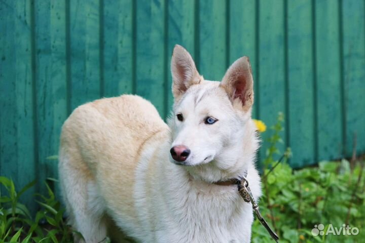 Щенок, 7 месяцев