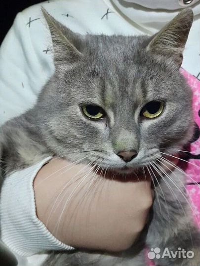 Кот в добрые руки