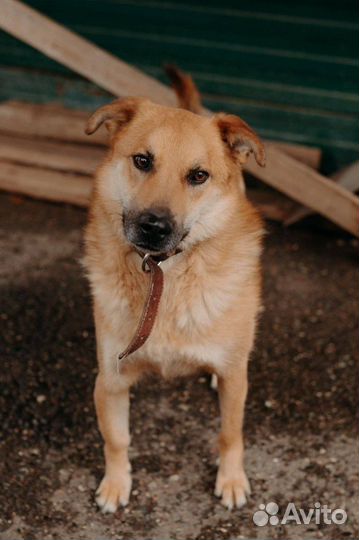 Смышленный Симба