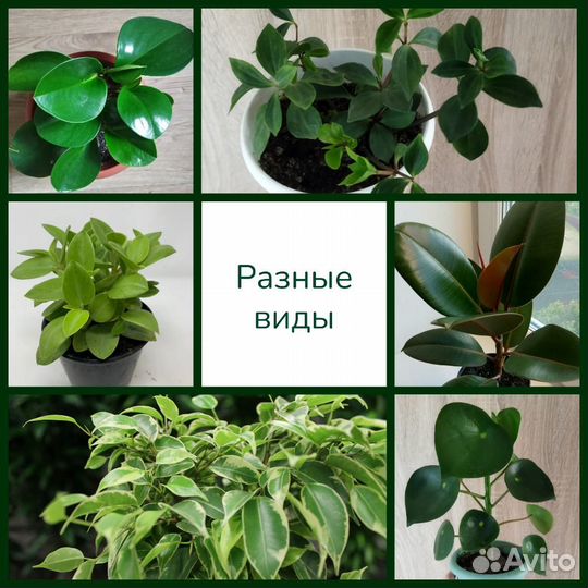 Пеперомия и фикусы