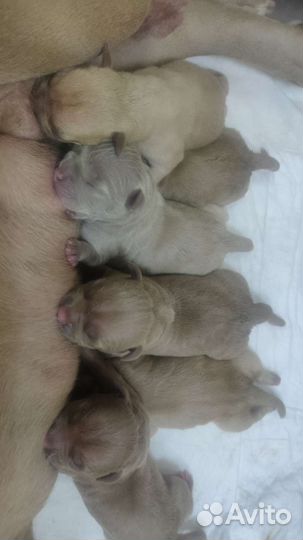 Инструктор, вязка собак натуральная и искусственно