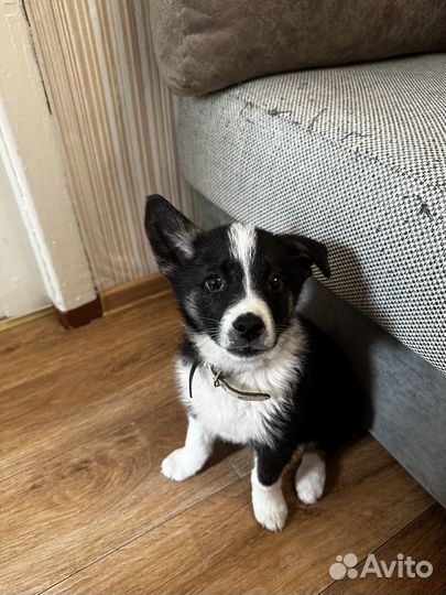 Щенок в добрые руки