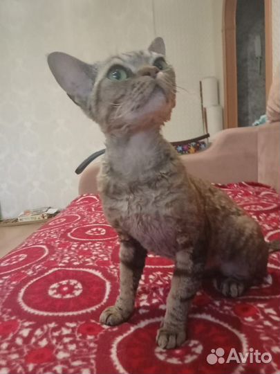 Кот (девон-рекс) 2 года