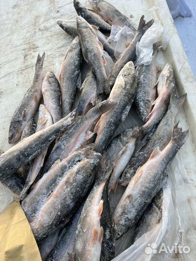 Свежая рыба:бычек, селедка, камбала