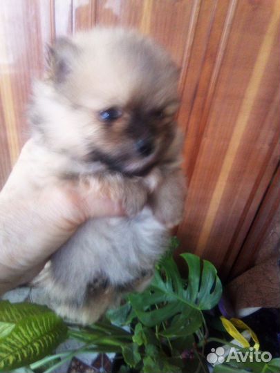 Щенки шпица, мини мишки, 1,5 мес