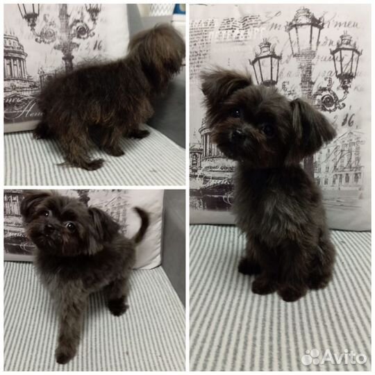 Груминг (стрижка) собак на Аверьянова