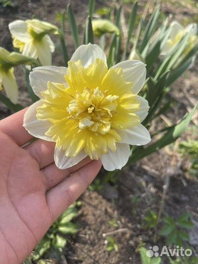 Луковицы нарциссов