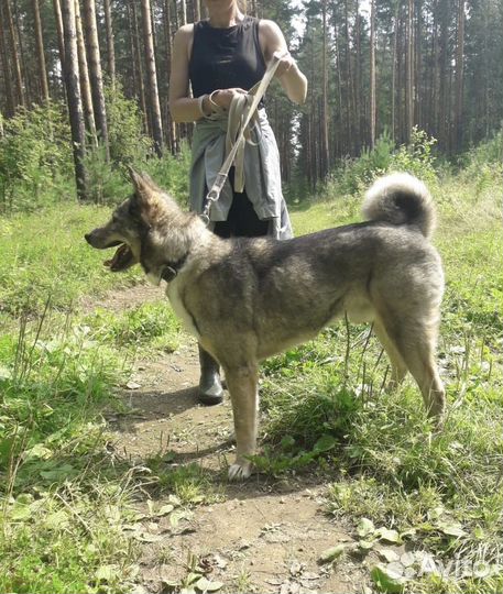 Собака бесплатно