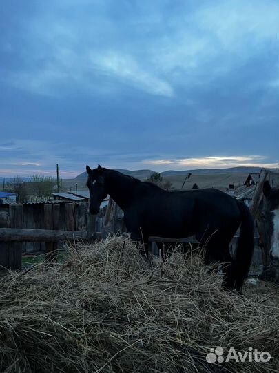 Орловский жеребец