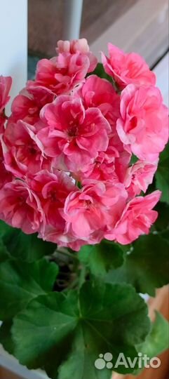 Пеларгонии сортовые
