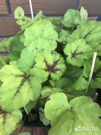 Растения гейхера