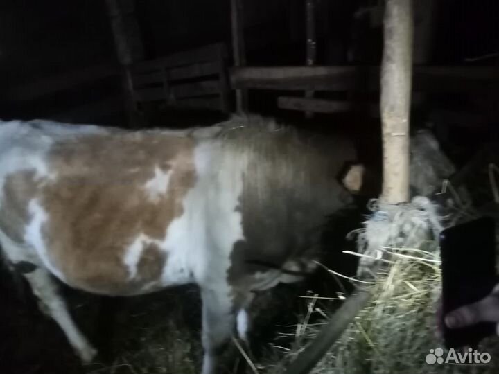 Бычок продается