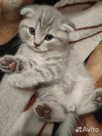 Шотландские вислоухие котята мраморные