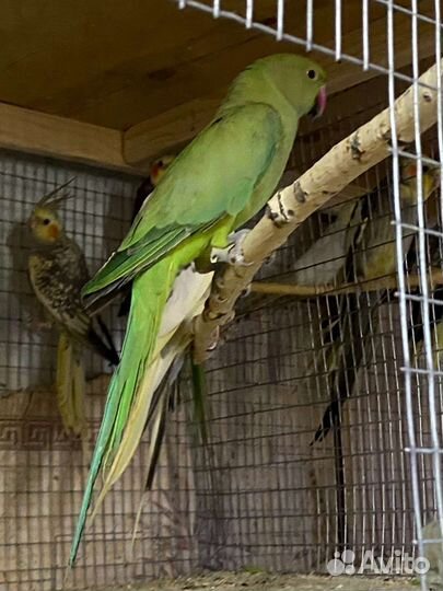 Ожереловый попугай