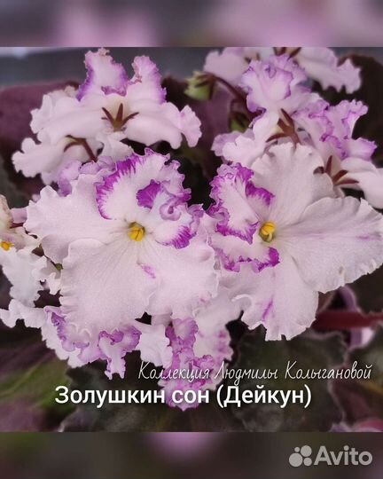 Деточки фиалки