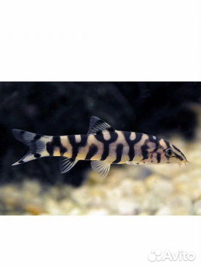 Продам боция мраморная