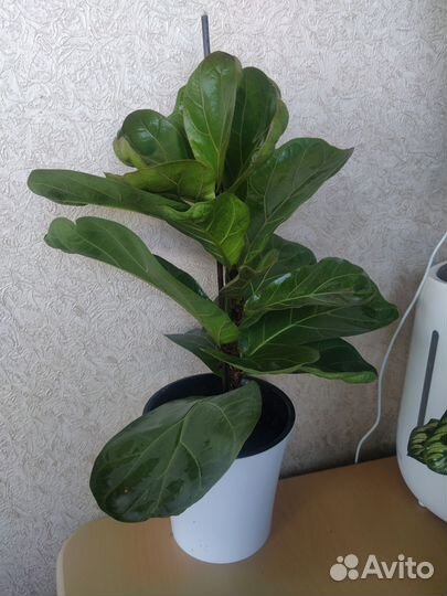 Фикус Лирата Бамбино